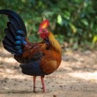 Sri Lankan junglefowl