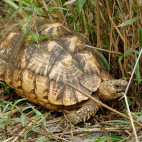 Star tortoise in Sri Lanka.