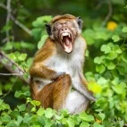 Toque macaque in Sri Lanka.