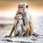 Toque macaque in Sri Lanka.