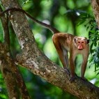 Toque macaque in Wilpattu National Park, Sri Lanka