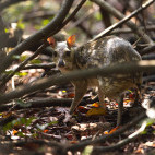 White-spotted chevrotain in Sri Lanka