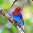 Blue magpie in Sri Lanka