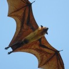 Flying fox in Sri Lanka