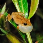 Male common shrub frog in Sinharaja, Sri Lanka