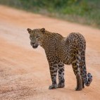 Leopard in Sri Lanka