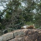 Leopard in Wilpattu National Park, Sri Lanka