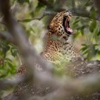 Leopard in Wilpattu National Park, Sri Lanka