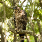 Changeable hawk eagle in Sri Lanka.