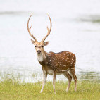 Chital in Sri Lanka.
