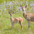 Chital in Sri Lanka.