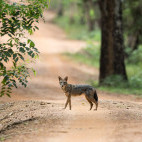 Golden jackal in Sri Lanka.