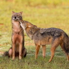 Golden jackal in Sri Lanka.