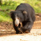 Sloth bear in Sri Lanka.