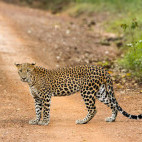 Leopard in Sri Lanka.