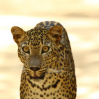 Leopard in Sri Lanka.