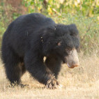 Sloth bear in Sri Lanka.