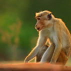 Toque macaque in Sri Lanka.