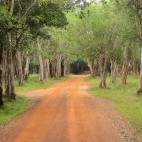 Dirt road in Wilpattu National Park, Sri Lanka