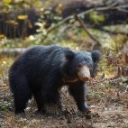 Sloth bear in Wilpattu National Park, Sri Lanka