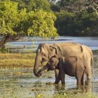 Asian elephant in Yala National Park, Sri Lanka