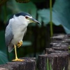 Black-crowned night heron near lotus pond in Taipei Botanical Gardens, Taiwan