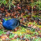 Mikado pheasant in Alishan National Park, Taiwan