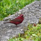 Taiwan rosefinch in Alishan National Park, Taiwan