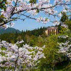 Cherry blossom in Alishan National Scenic Area, Taiwan
