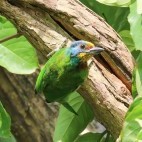 Barbet in Taiwan.