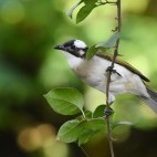 Chinese bulbul in Taipei Botanical Gardens, Taiwan
