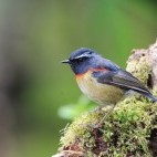 Collared bush robin in Taiwan