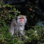 Formosan rock macaque in Dasyueshan Forest Recreation Area, Taiwan