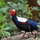 Swinhoe's pheasant in Dasyueshan Forest Recreation Area, Taiwan