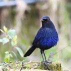 Whistling thrush in Dasyueshan Forest Recreation Area, Taiwan