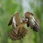 Honey buzzard in Taiwan