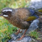 Laughing thrush in Taiwan.