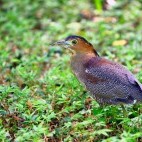 Malay night heron in Taipei, Taiwan