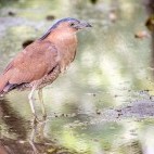Malayan night heron in Taiwan