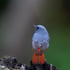 Plumbeous water redstart in Taiwan