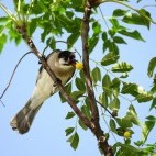 Styan's bulbul in Taiwan