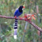 Taiwan blue magpie in Dasyueshan Forest Recreation Area, Taiwan