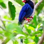 Taiwan blue magpie