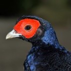 Taiwan blue pheasant