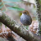 Taiwan cupwing in Dasyueshan Forest Recreation Area, Taiwan