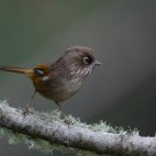 Taiwan fulvetta