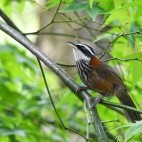 Taiwan scimitar barbler
