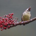 Taiwan yuhina in Alishan National Park, Taiwan