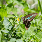 Common bluebottle butterfly in Taroko National Park, Taiwan