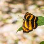 Common lascar butterfly in Taroko National Park, Taiwan